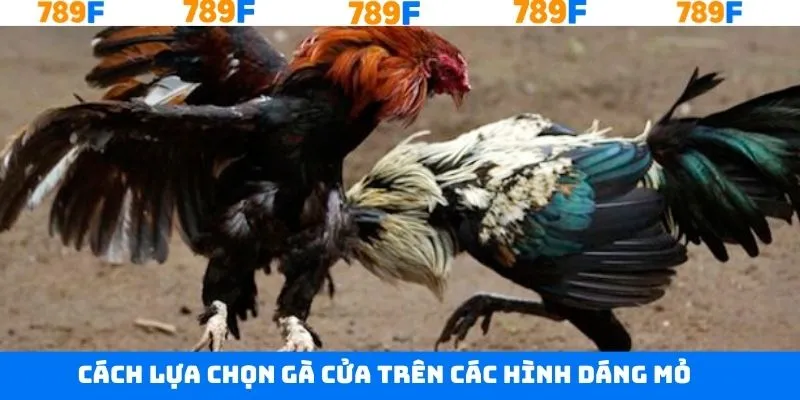 Mẹo chọn gà cửa trên dựa vào hình dáng mỏ