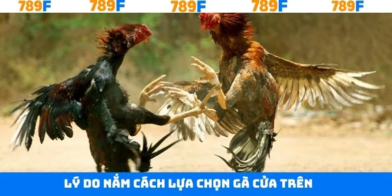 Lý do cần biết cách lựa chọn gà cửa trên