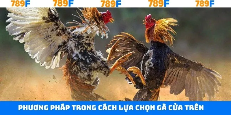 Bí kíp chọn gà cửa trên theo lối đá