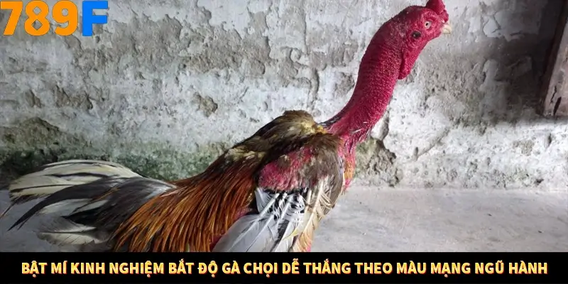 Mẹo Chia Bài 3 Cây Dễ Thắng Tại Trang Chủ 789F 9 Bật mí kinh nghiệm bắt độ gà chọi dễ thắng theo màu mạng ngũ hành