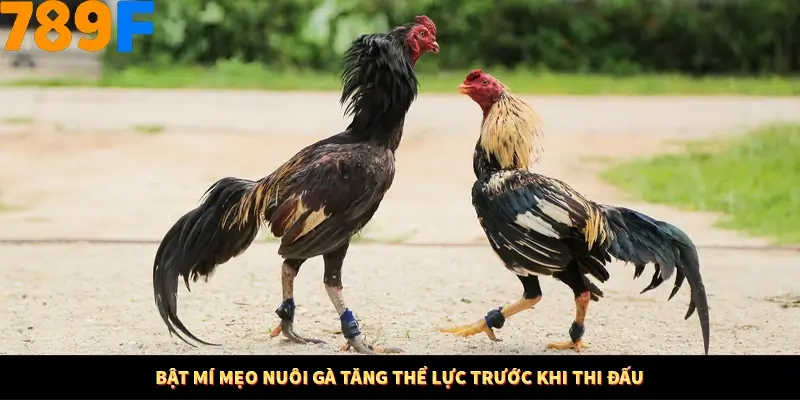 Mẹo Chia Bài 3 Cây Dễ Thắng Tại Trang Chủ 789F 8 Bật mí mẹo nuôi gà tăng thể lực trước khi thi đấu