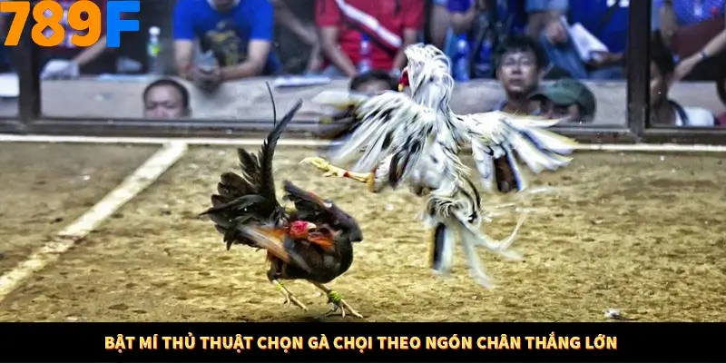 Mẹo Chia Bài 3 Cây Dễ Thắng Tại Trang Chủ 789F 9 Bật mí thủ thuật chọn gà chọi theo ngón chân thắng lớn