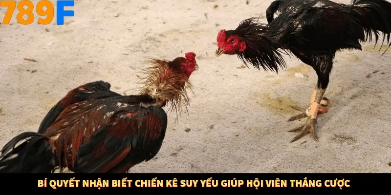 Mẹo Chia Bài 3 Cây Dễ Thắng Tại Trang Chủ 789F 8 Bí quyết nhận biết chiến kê suy yếu giúp hội viên thắng cược