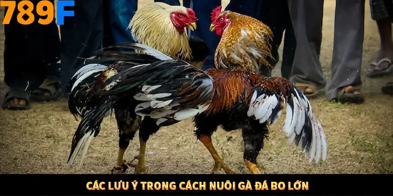 Mẹo Chia Bài 3 Cây Dễ Thắng Tại Trang Chủ 789F 9 Các lưu ý trong cách nuôi gà đá bo lớn