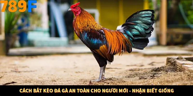 Cách bắt kèo đá gà an toàn cho người mới - Nhận biết giống