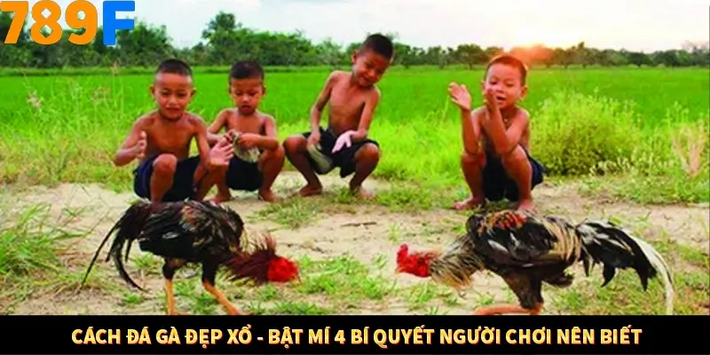 Cách Đá Gà Đẹp Xổ - Bật Mí 4 Bí Quyết Người Chơi Nên Biết