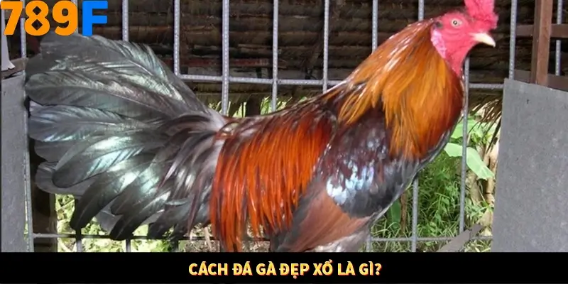 Cách đá gà đẹp xổ là gì?