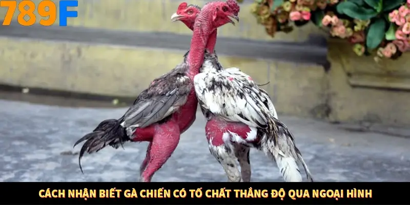 Mẹo Chia Bài 3 Cây Dễ Thắng Tại Trang Chủ 789F 7 Cách nhận biết gà chiến có tố chất thắng độ qua ngoại hình