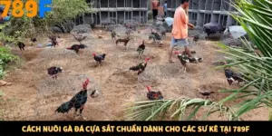 Cách Nuôi Gà Đá Cựa Sắt Chuẩn Dành Cho Các Sư Kê Tại 789F