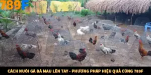 Cách Nuôi Gà Đá Mau Lên Tay - Phương Pháp Hiệu Quả Cùng 789F