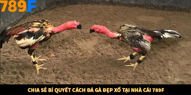 Chia sẻ bí quyết cách đá gà đẹp xổ tại nhà cái 789F
