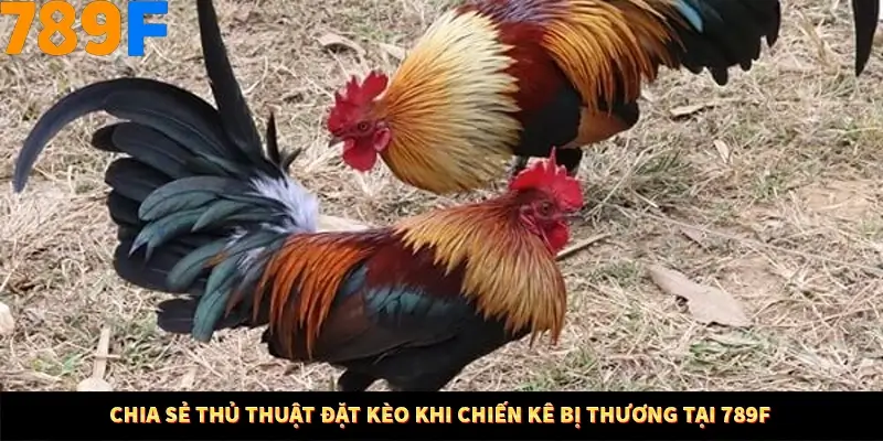 Mẹo Chia Bài 3 Cây Dễ Thắng Tại Trang Chủ 789F 8 Chia sẻ thủ thuật đặt kèo khi chiến kê bị thương tại 789F