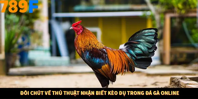 Mẹo Chia Bài 3 Cây Dễ Thắng Tại Trang Chủ 789F 7 Đôi chút về thủ thuật nhận biết kèo dụ trong đá gà online