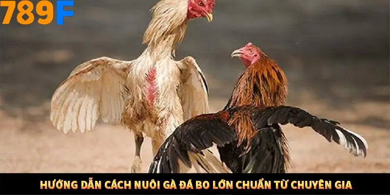 Mẹo Chia Bài 3 Cây Dễ Thắng Tại Trang Chủ 789F 8 Hướng dẫn cách nuôi gà đá bo lớn chuẩn từ chuyên gia