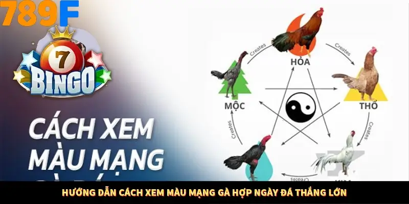 Mẹo Chia Bài 3 Cây Dễ Thắng Tại Trang Chủ 789F 9 Hướng dẫn cách xem màu mạng gà hợp ngày đá thắng lớn