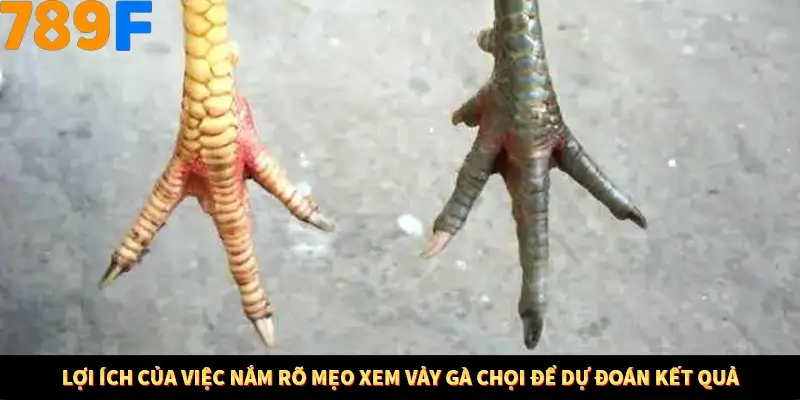 Mẹo Chia Bài 3 Cây Dễ Thắng Tại Trang Chủ 789F 7 Lợi ích của việc nắm bắt được Mẹo xem gà đáp để dự đoán kết quả