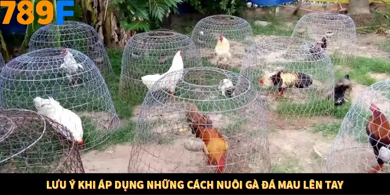 Lưu ý khi áp dụng những cách nuôi gà đá mau lên tay