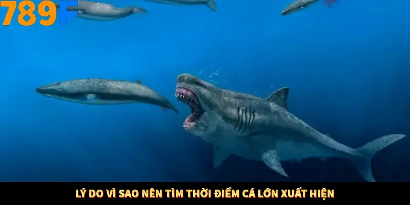 Mẹo Chia Bài 3 Cây Dễ Thắng Tại Trang Chủ 789F 8 Lý do vì sao nên tìm thời điểm cá lớn xuất hiện