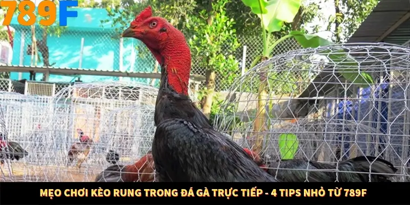 Mẹo Chơi Kèo Rung Trong Đá Gà Trực Tiếp - 4 Tips Nhỏ Từ 789F