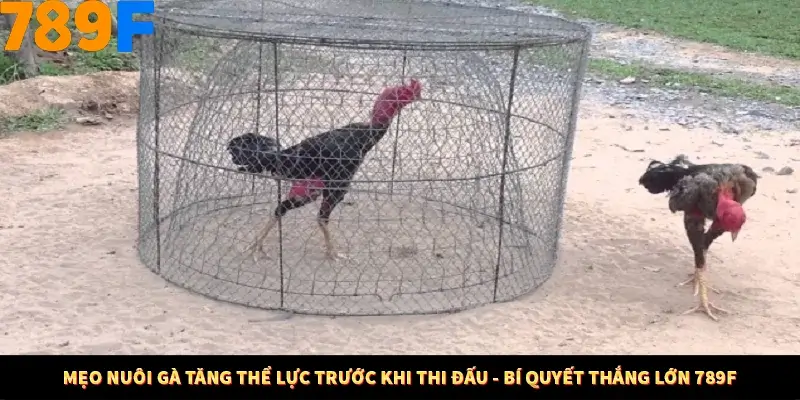 Mẹo Nuôi Gà Tăng Thể Lực Trước Khi Thi Đấu - Bí Quyết Thắng Lớn 789F