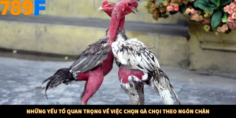 Mẹo Chia Bài 3 Cây Dễ Thắng Tại Trang Chủ 789F 8 Những yếu tố quan trọng về việc chọn gà chọi theo ngón chân