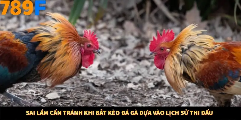 Sai lầm cần tránh khi bắt kèo đá gà dựa vào lịch sử thi đấu