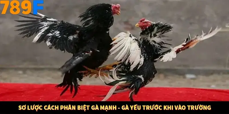 Sơ lược cách phân biệt gà mạnh - gà yếu trước khi vào trường