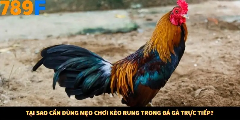 Mẹo Chia Bài 3 Cây Dễ Thắng Tại Trang Chủ 789F 7 Tại sao cần dùng mẹo chơi kèo rung trong đá gà trực tiếp?