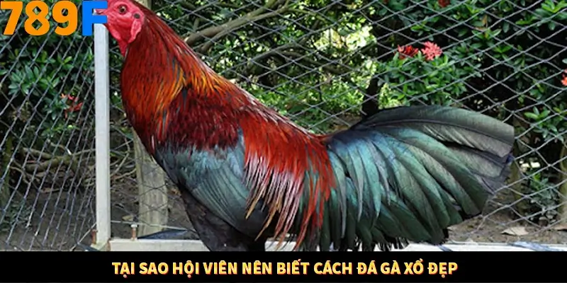 Tại sao hội viên nên biết cách đá gà xổ đẹp