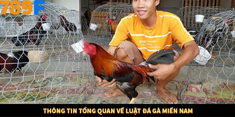 Mẹo Chia Bài 3 Cây Dễ Thắng Tại Trang Chủ 789F 7 Thông tin tổng quan về luật đá gà miền Nam