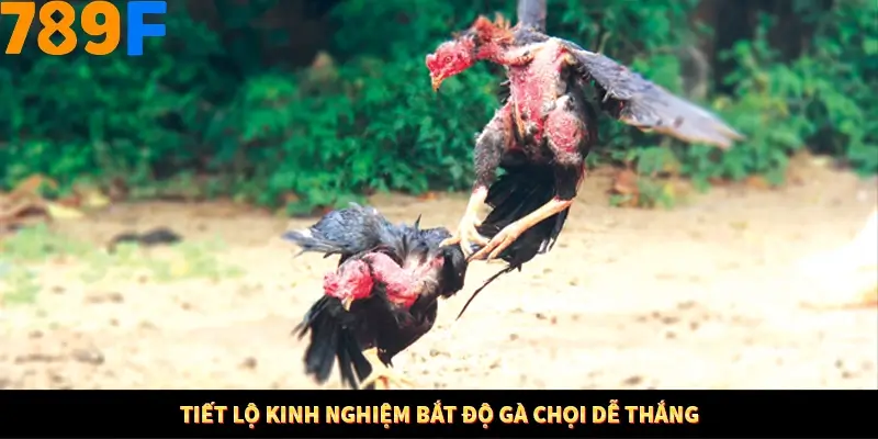 Mẹo Chia Bài 3 Cây Dễ Thắng Tại Trang Chủ 789F 8 Tiết lộ kinh nghiệm bắt độ gà chọi dễ thắng