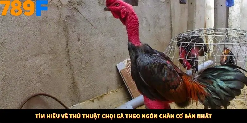 Mẹo Chia Bài 3 Cây Dễ Thắng Tại Trang Chủ 789F 7 Tìm hiểu về thủ thuật chọi gà theo ngón chân cơ bản nhất