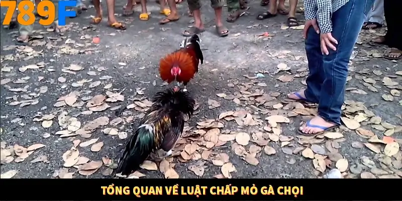 Tổng quan về luật chấp mỏ gà chọi