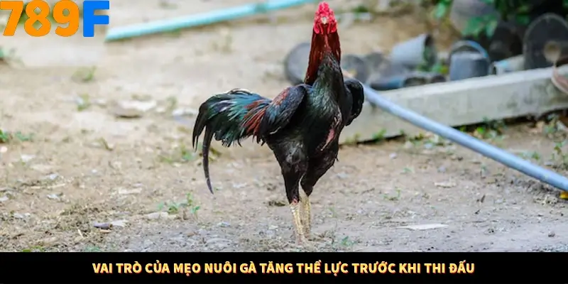 Mẹo Chia Bài 3 Cây Dễ Thắng Tại Trang Chủ 789F 7 Vai trò của mẹo nuôi gà tăng thể lực trước khi thi đấu