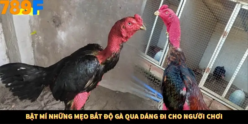 Bật mí những mẹo bắt độ gà qua dáng đi cho người chơi