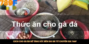 Cách Cho Gà Ăn Để Tăng Sức Bền Khi Đá Từ Chuyên Gia 789F