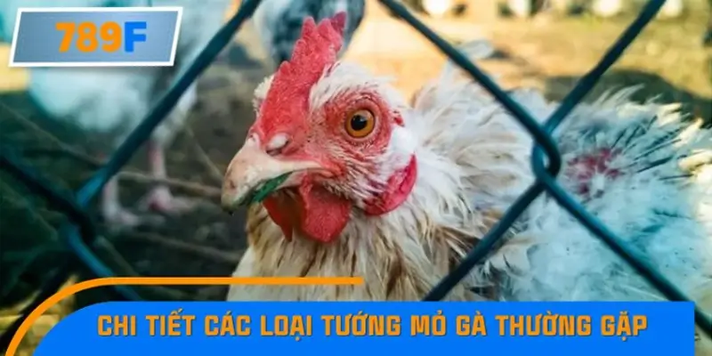 Chi tiết các loại tướng mỏ gà thường gặp