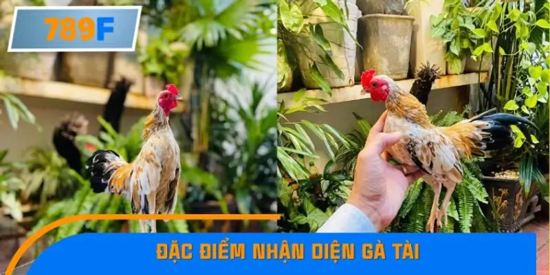 Đặc điểm nhận diện gà tài: Sức bền, kỹ thuật và phong độ