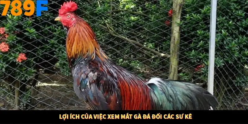 Lợi ích của việc xem mắt gà đá đối các sư kê
