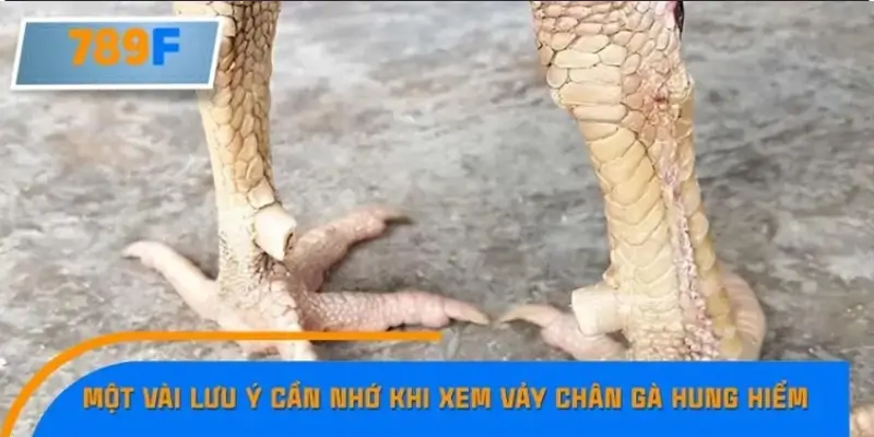 Một vài lưu ý cần nhớ khi xem vảy chân gà hung hiểm để chọn chiến kê