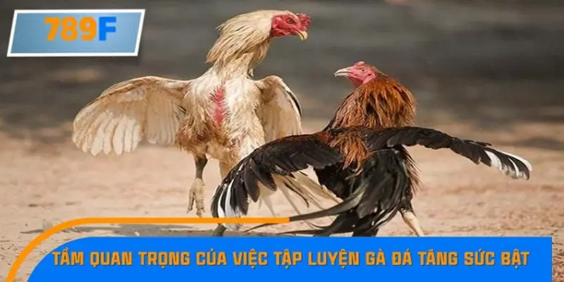 Tầm quan trọng của việc tập luyện gà đá tăng sức bật