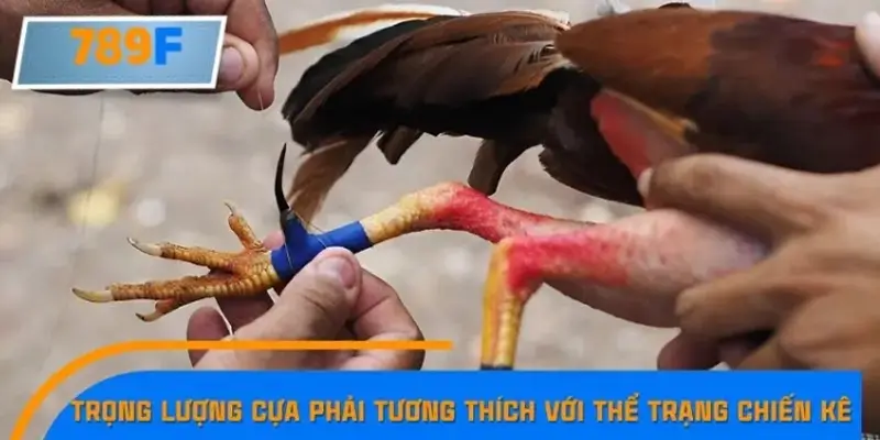 Trọng lượng cựa phải tương thích với thể trạng chiến kê