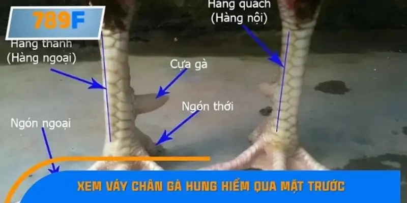 Xem vảy chân gà hung hiểm qua mặt trước